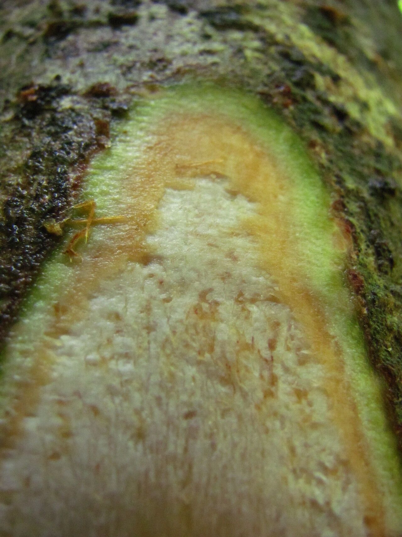 Psychotria gilletii bark