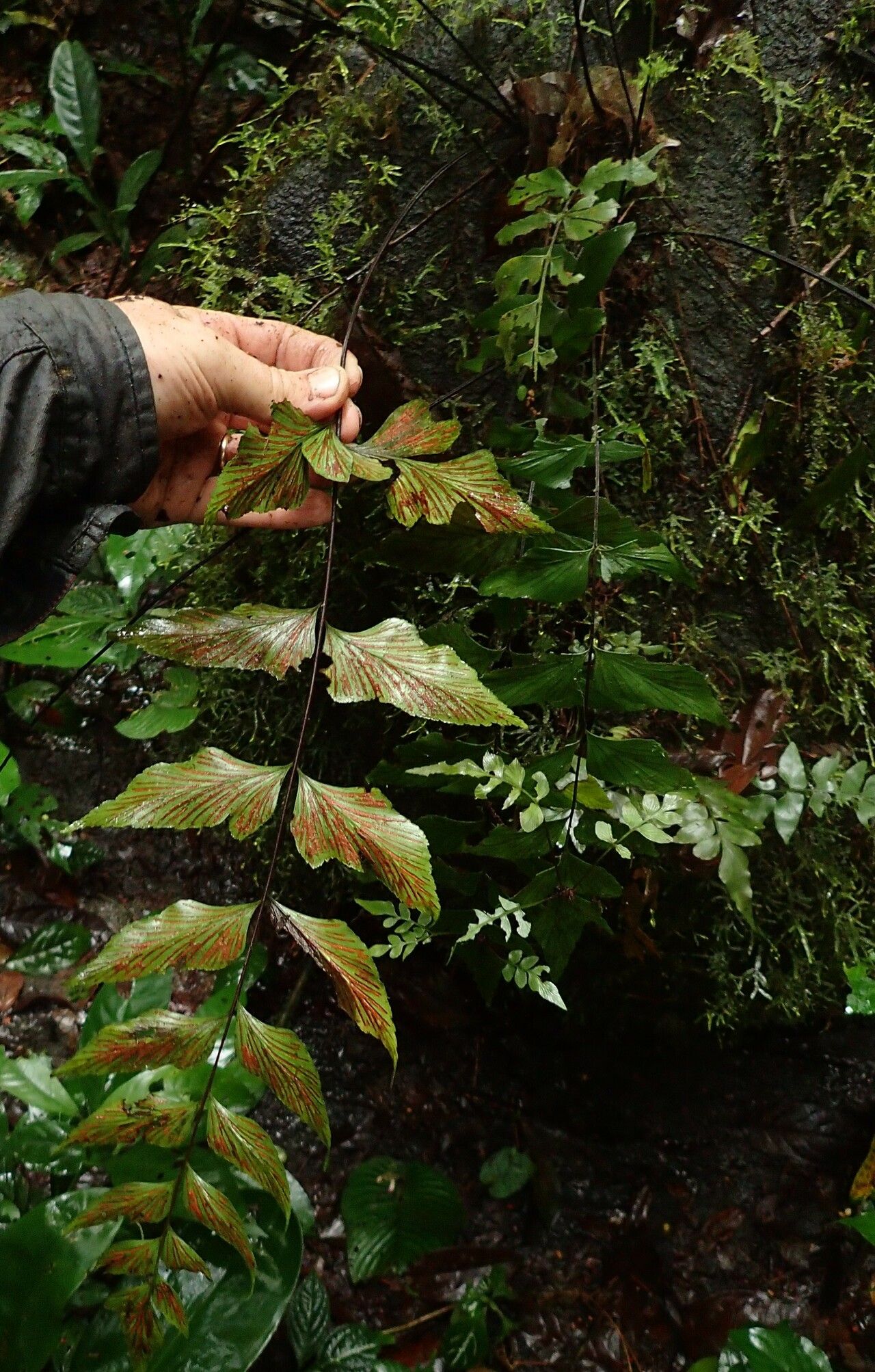 Asplenium gemmascens leaf