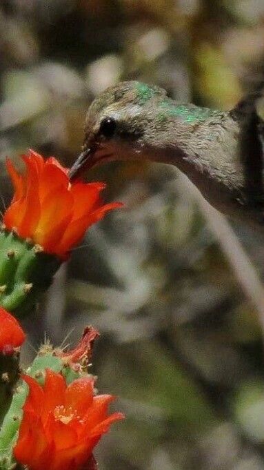 Tacinga palmadora flower