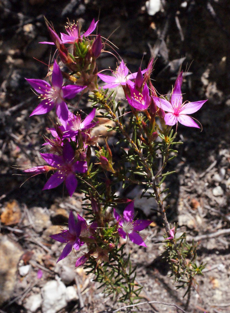 Calytrix glutinosa habit