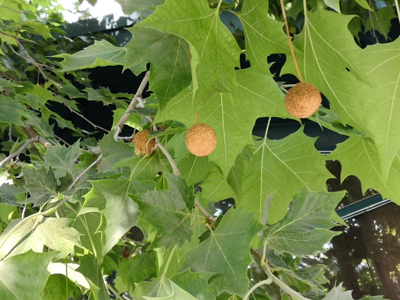 Platanus acerifolia fruit