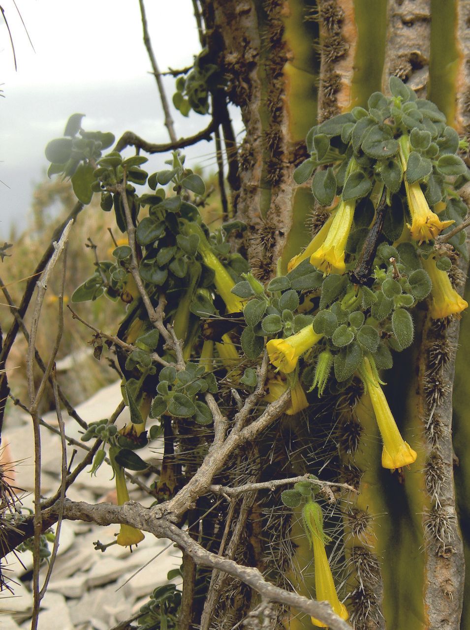 Salpichroa glandulosa — related species from the same genus