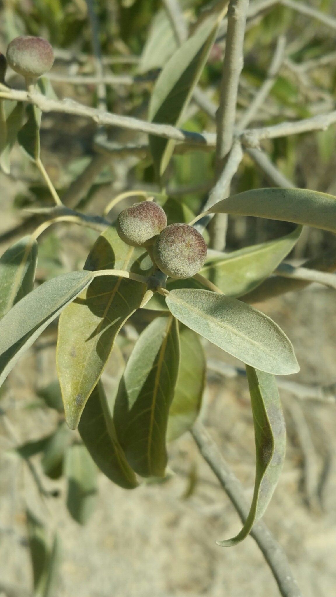 Ficus marmorata fruit