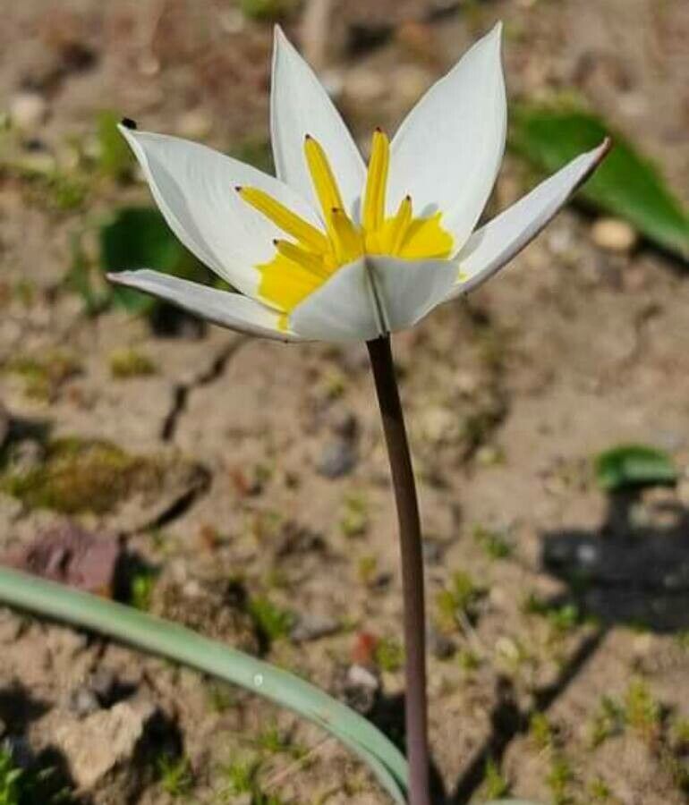 Tulipa biflora flower