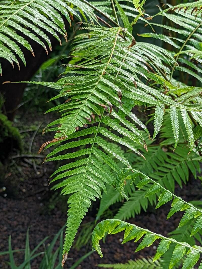 Cibotium barometz leaf