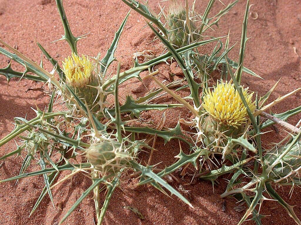 Atractylis delicatula flower