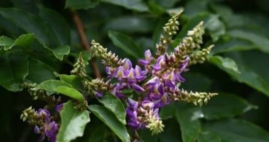 Wisteriopsis eurybotrya — related species from the same genus