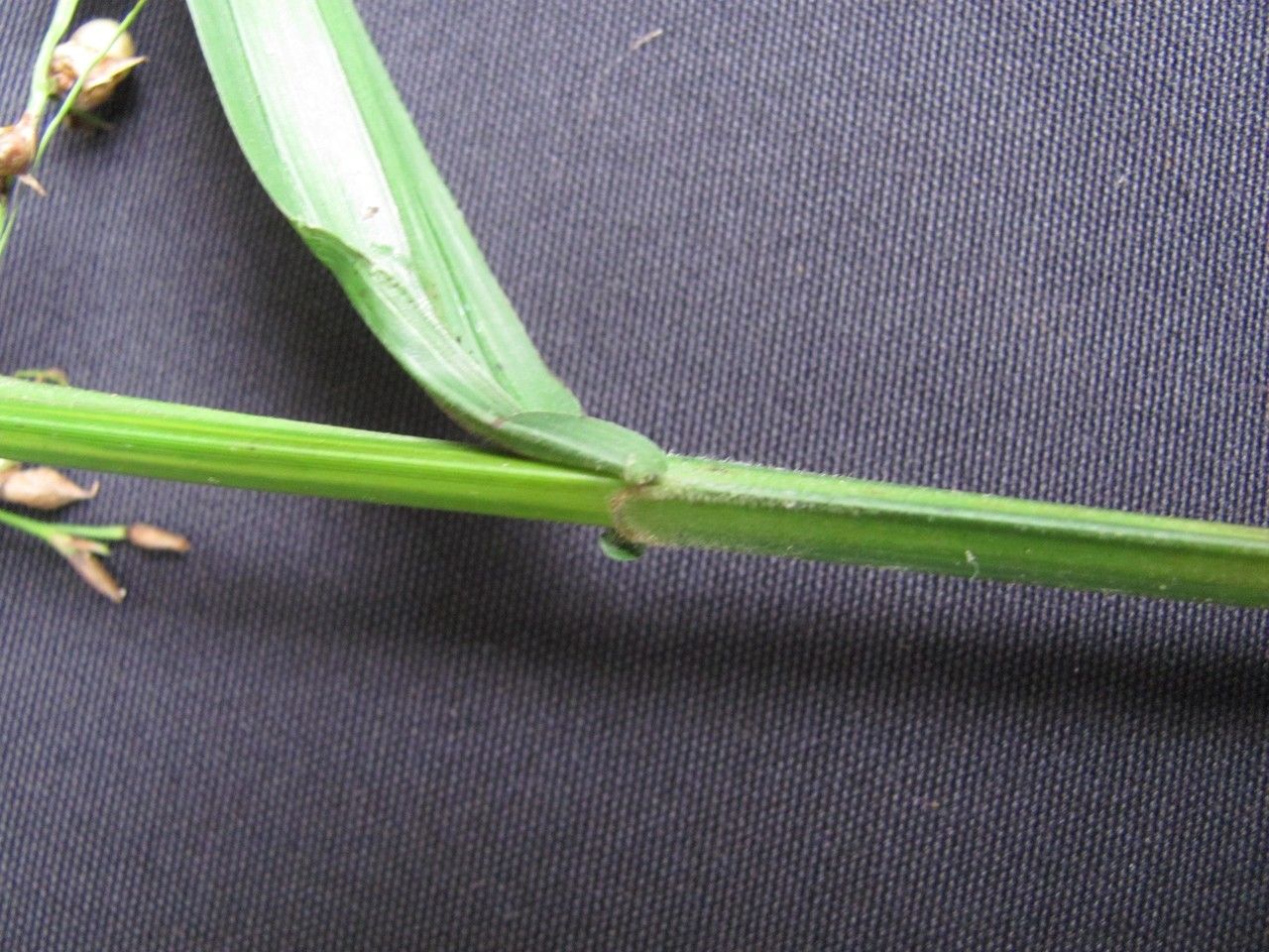 Scleria macrophylla — houseplant care guide