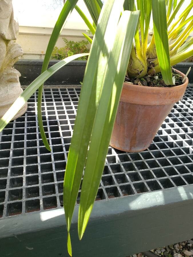 Cymbidium insigne — search result for 'Cymbidium'