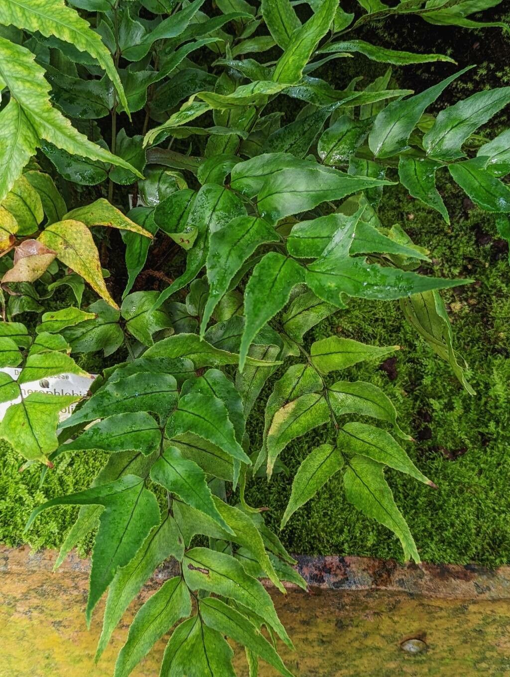 Phanerophlebia juglandifolia — related species from the same genus