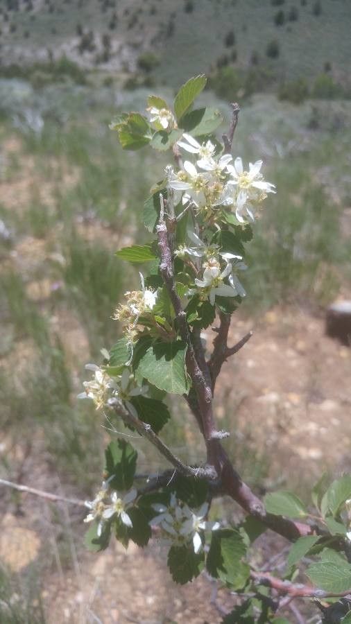 Amelanchier utahensis leaf