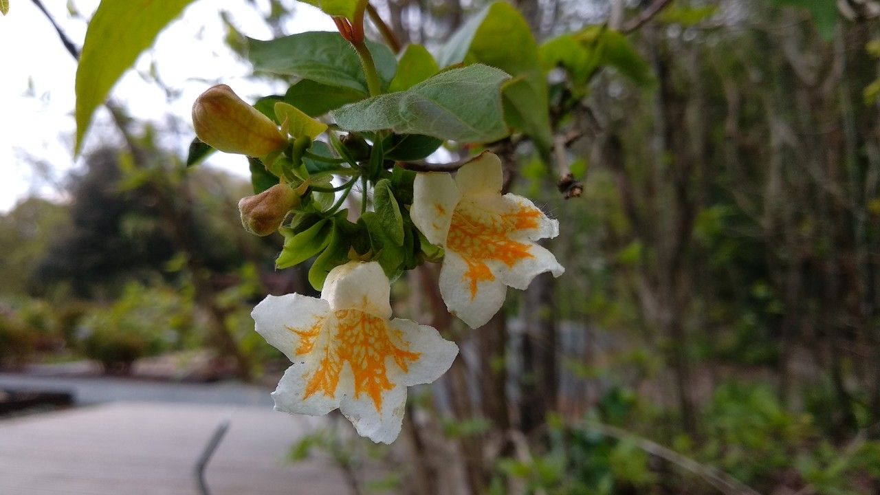 Dipelta yunnanensis flower