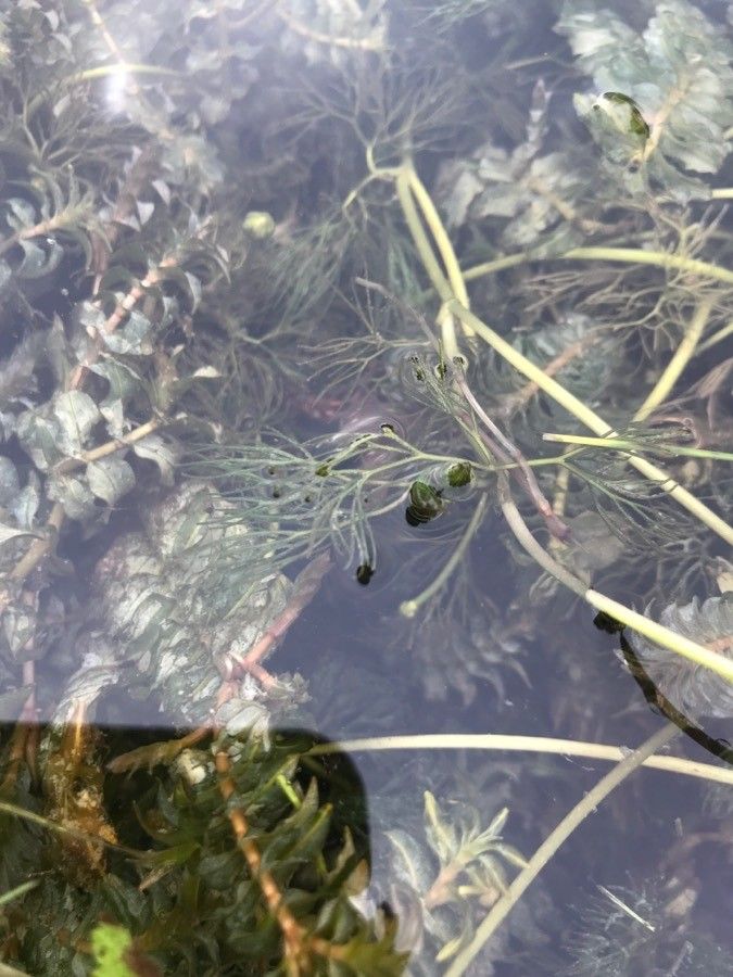 Ranunculus penicillatus leaf