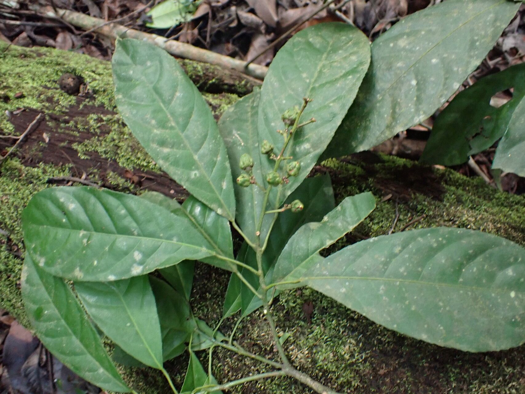 Rinorea welwitschii leaf