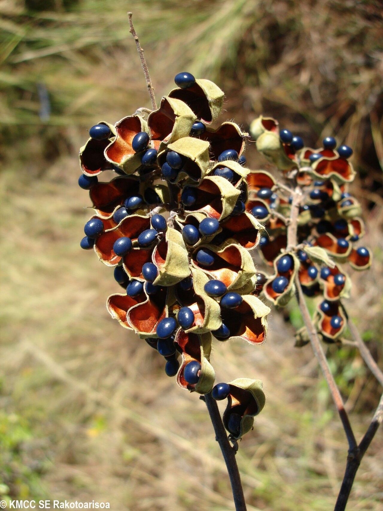 Rhynchosia leandrii — houseplant care guide