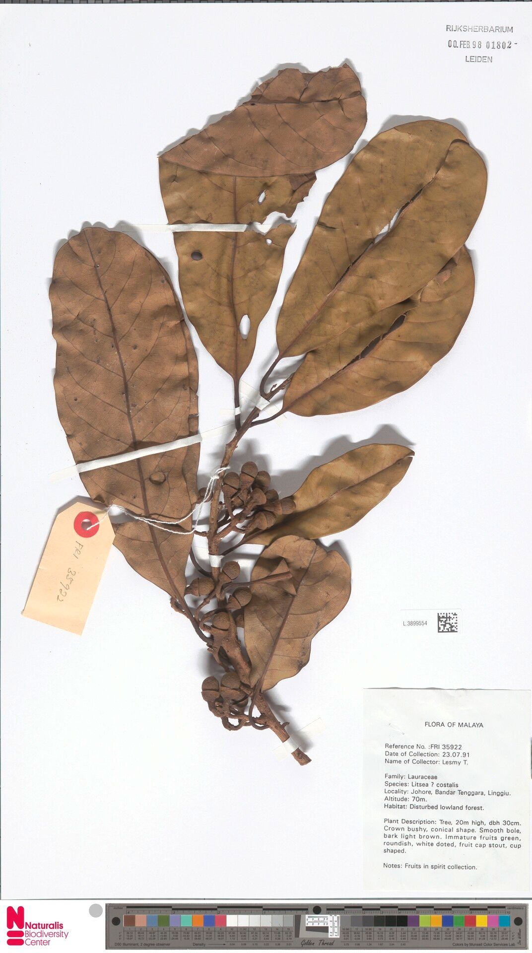 Litsea costalis — search result for 'Litsea'