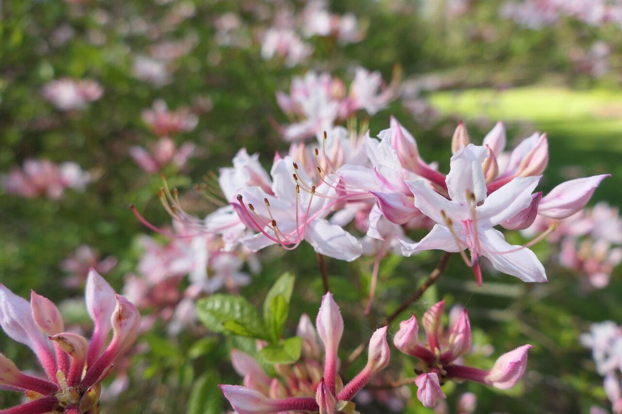 Rhododendron periclymenoides flower