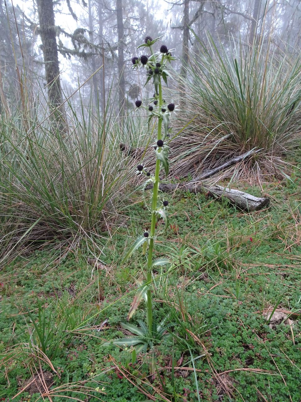 Eryngium deppeanum habit