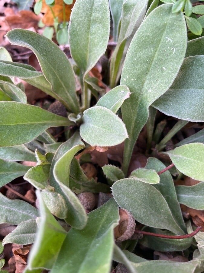 Silene nodulosa — houseplant care guide