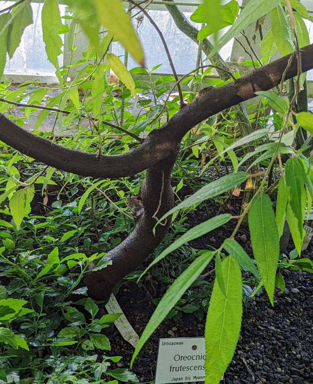 Debregeasia longifolia bark