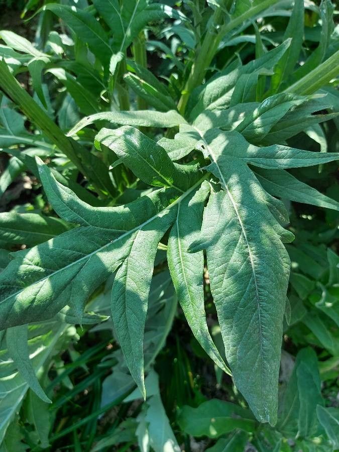 Cynara cardunculus leaf