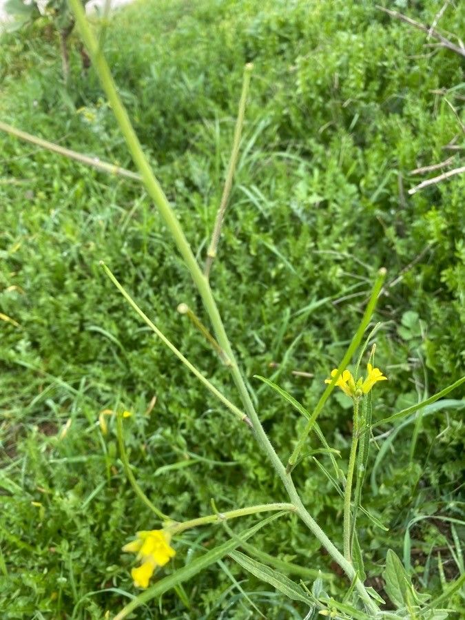 Sisymbrium orientale fruit