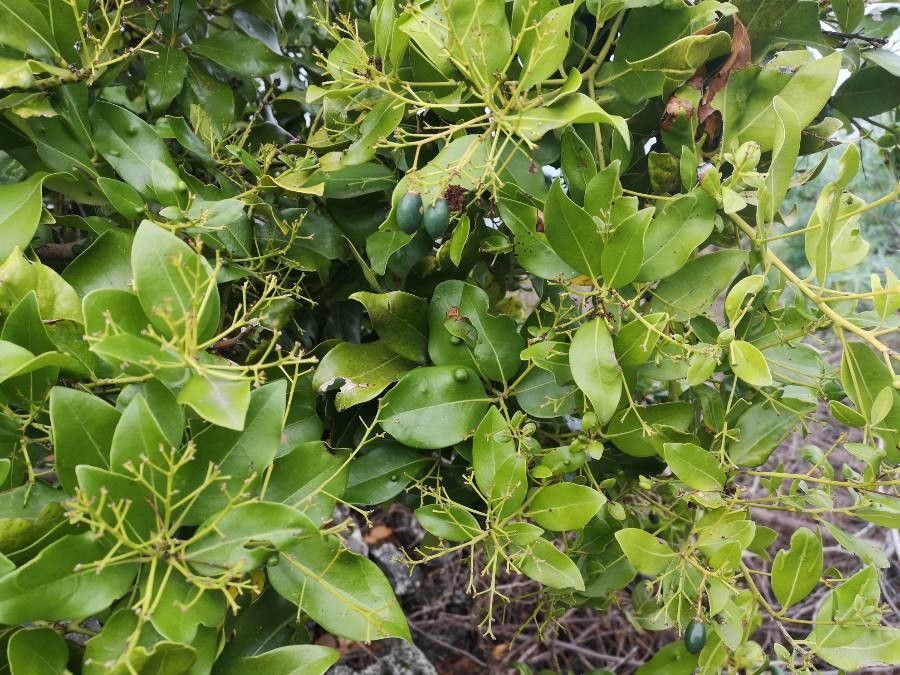 Apollonias barbujana leaf