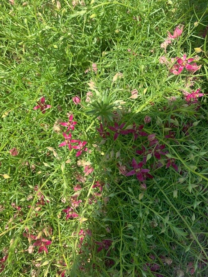 Krameria lanceolata — search result for 'and Chihuahua'