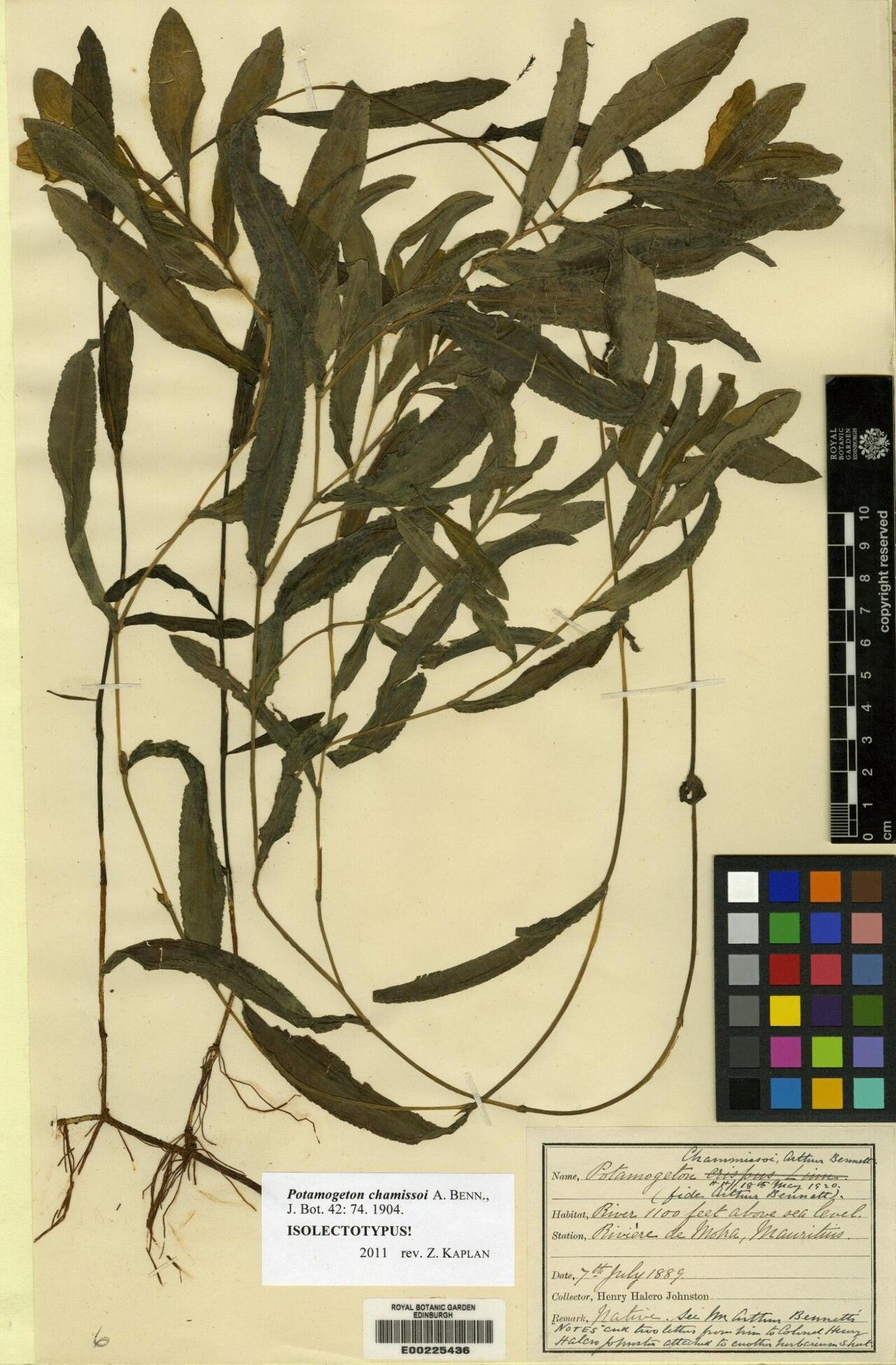 Potamogeton chamissoi — related species from the same genus