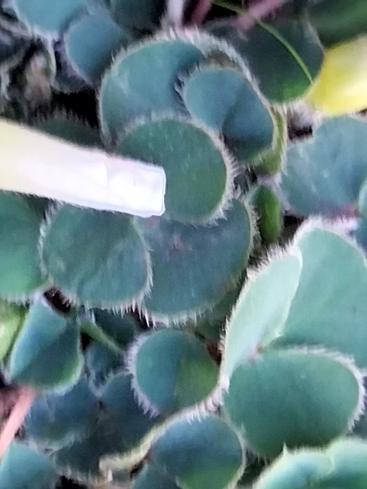 Oxalis luteola — houseplant care guide