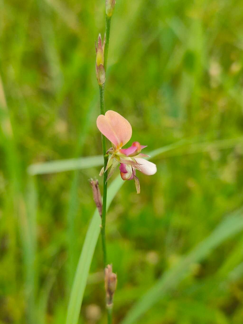 Alysicarpus bupleurifolius flower