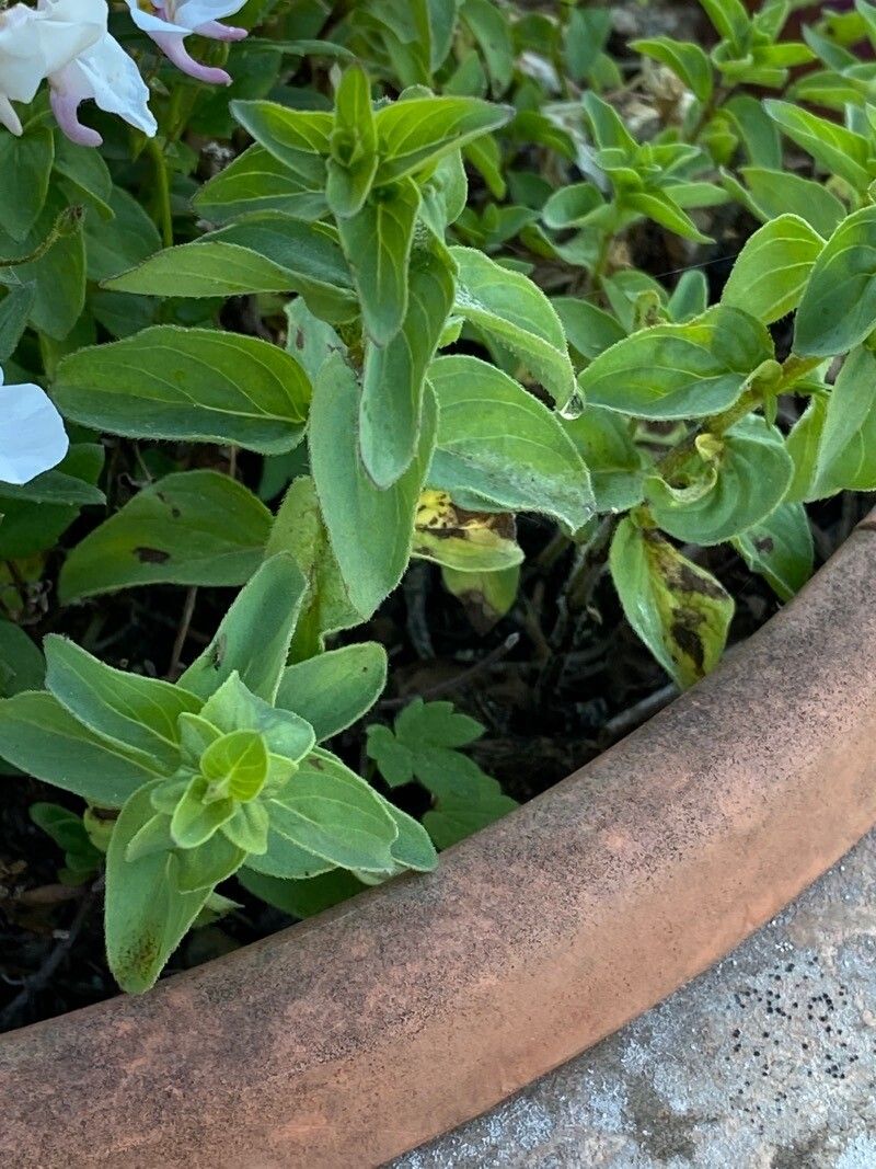 Diascia rigescens — related species from the same genus