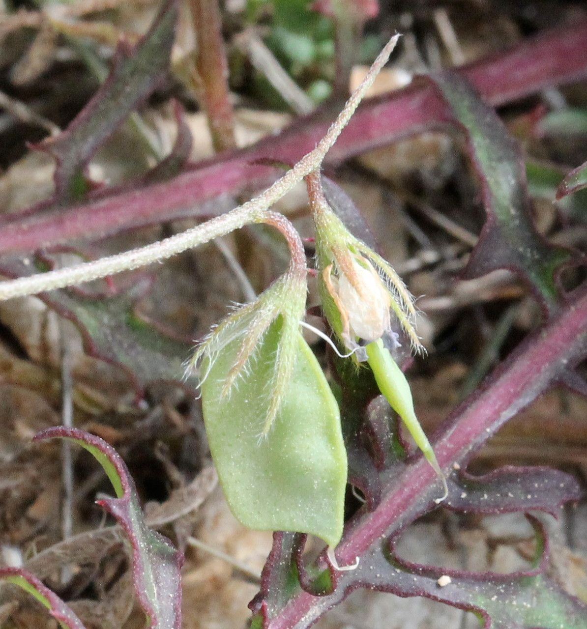 Lens nigricans habit
