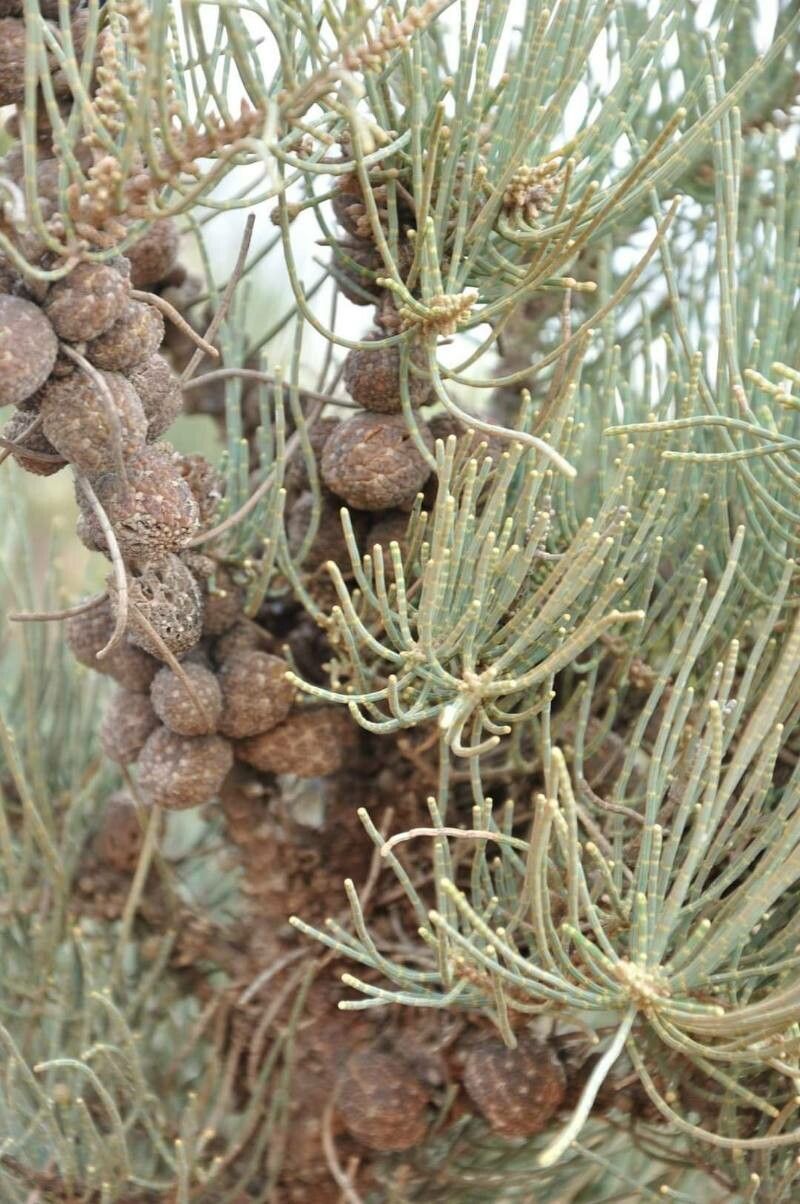 Allocasuarina humilis — search result for 'Casuarinaceae'