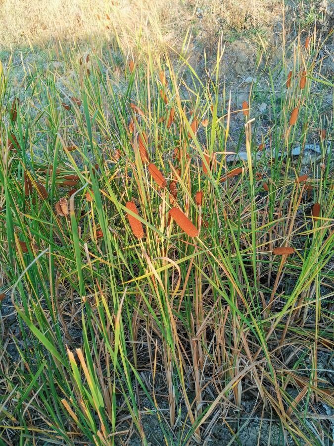 Typha laxmannii flower