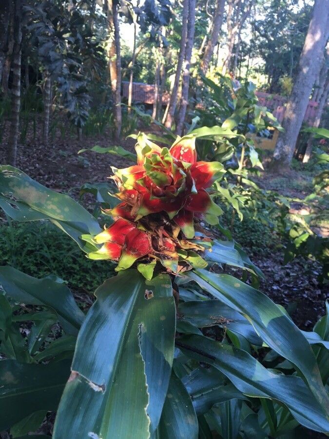 Costus arabicus fruit