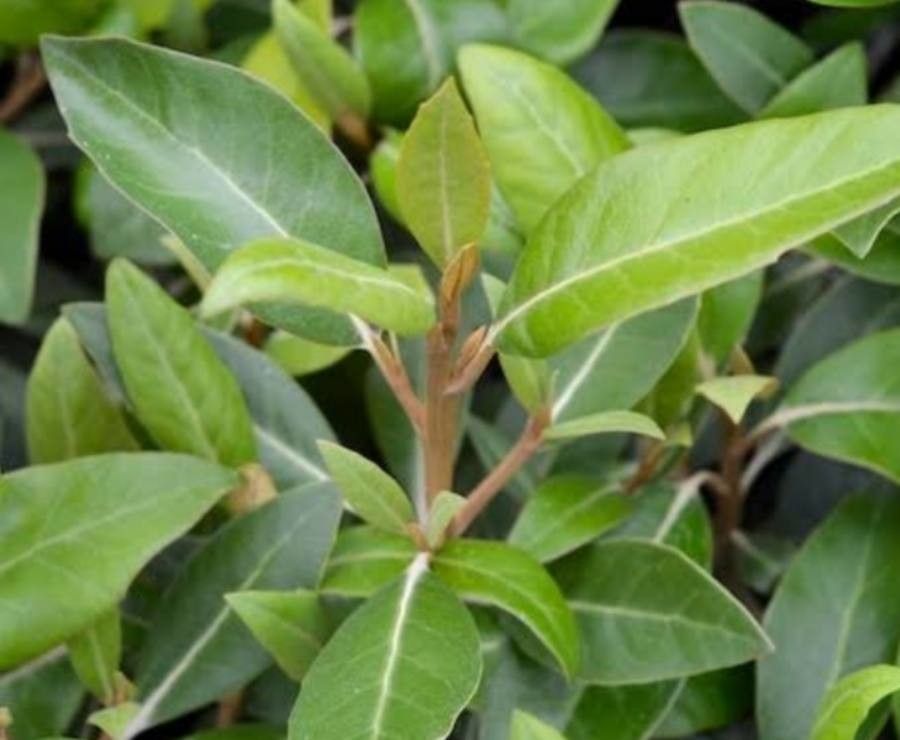 Olearia avicenniifolia — related species from the same genus