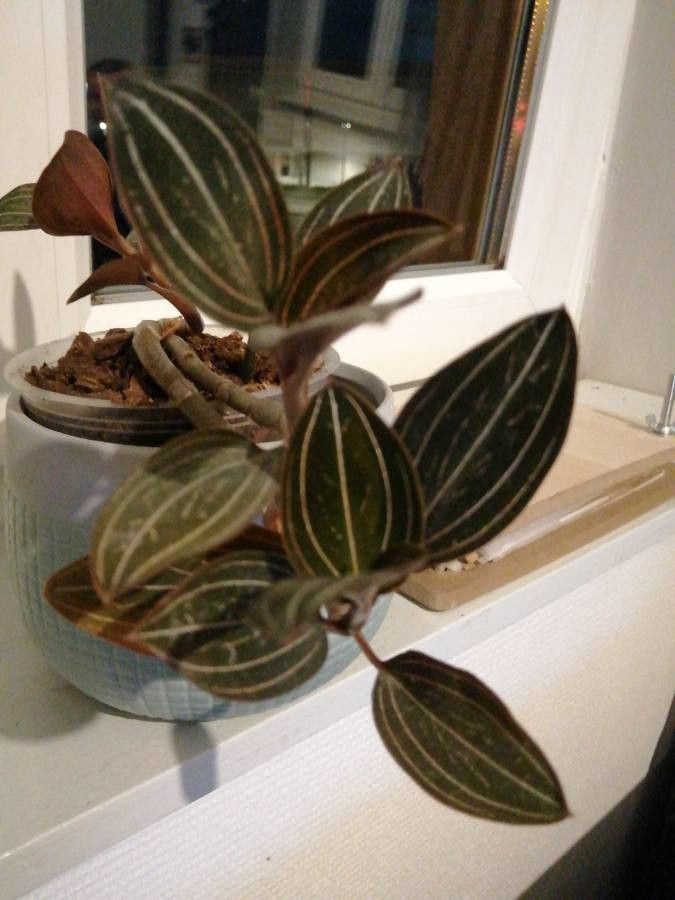 Ludisia discolor leaf