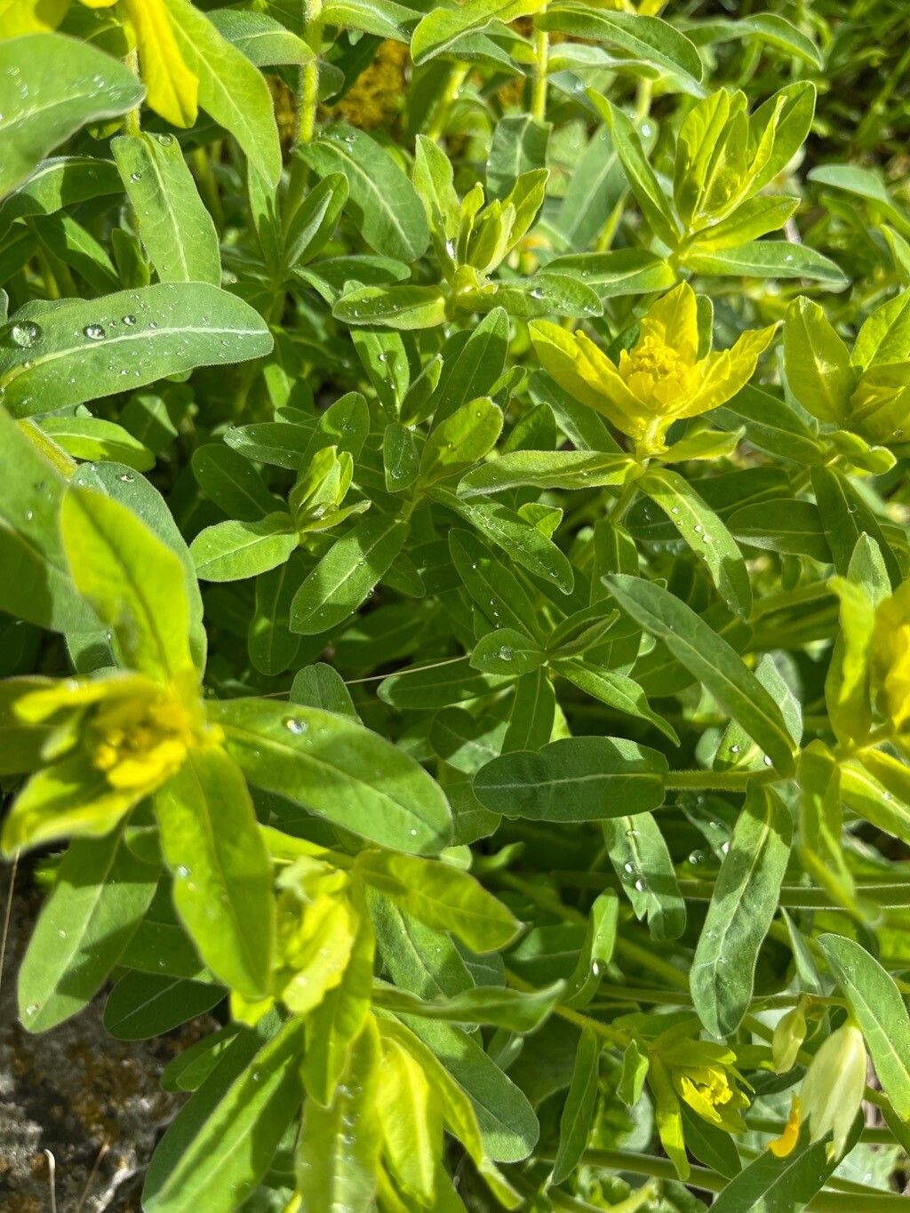 Euphorbia austriaca leaf