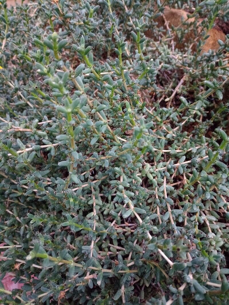 Trichodiadema peersii habit