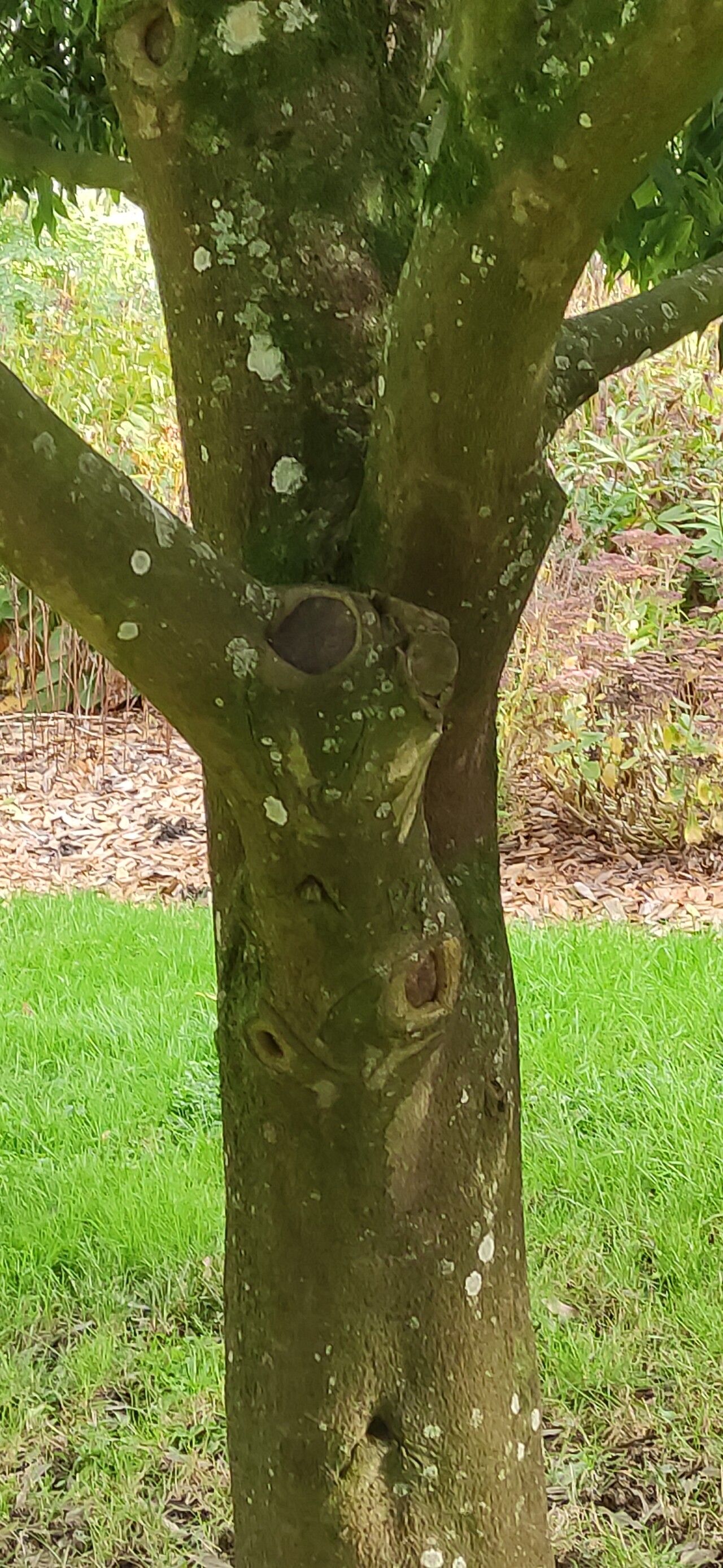 Quercus myrsinifolia bark