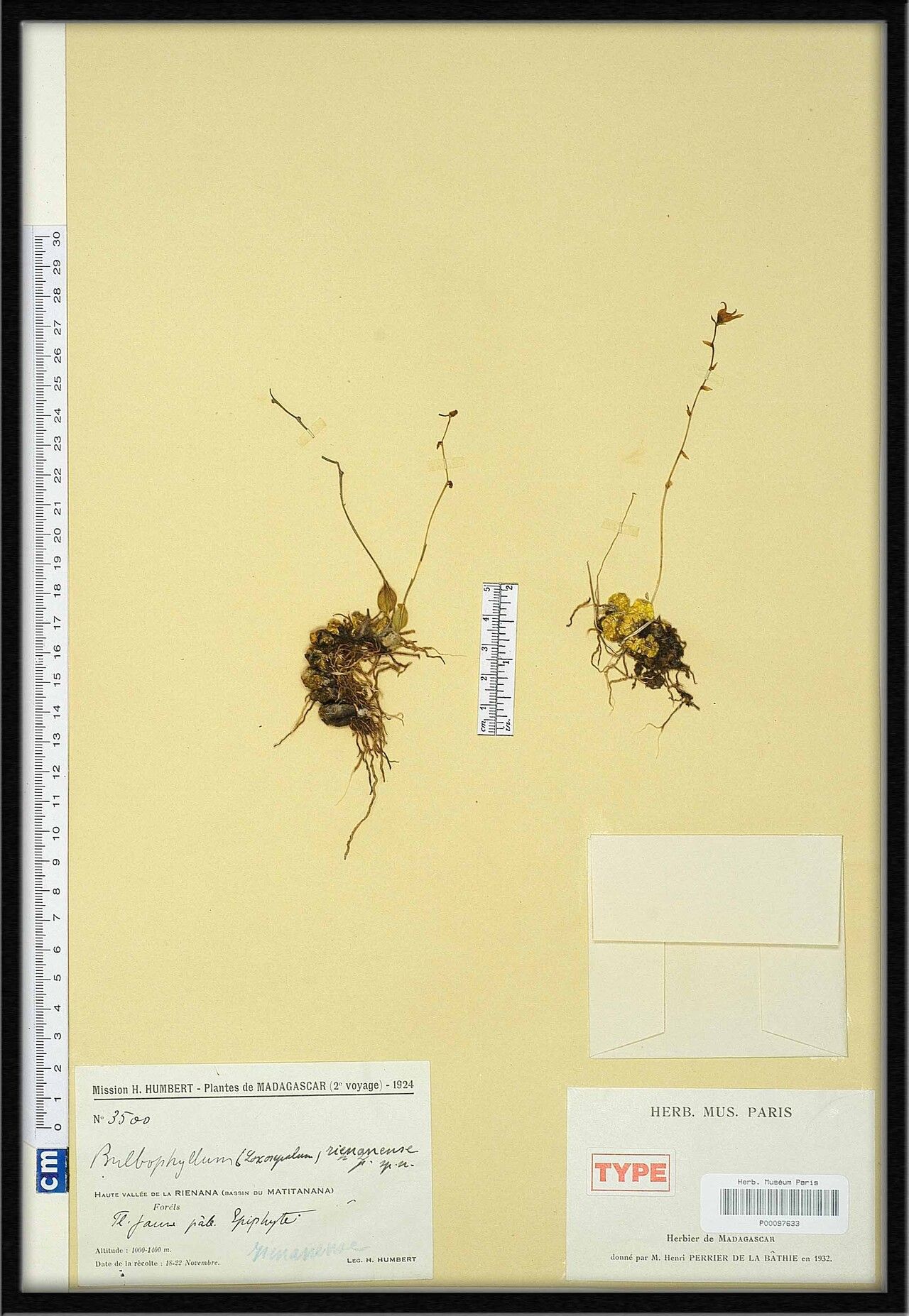 Bulbophyllum rienanense — houseplant care guide