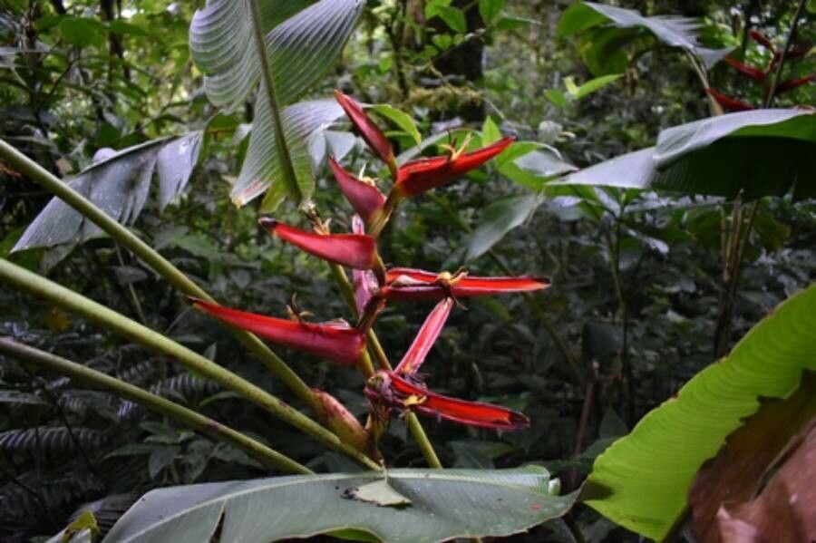 Heliconia monteverdensis flower
