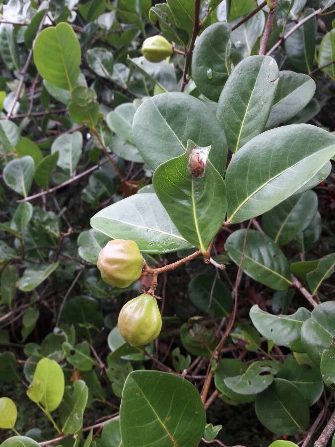 Chrysobalanus icaco fruit