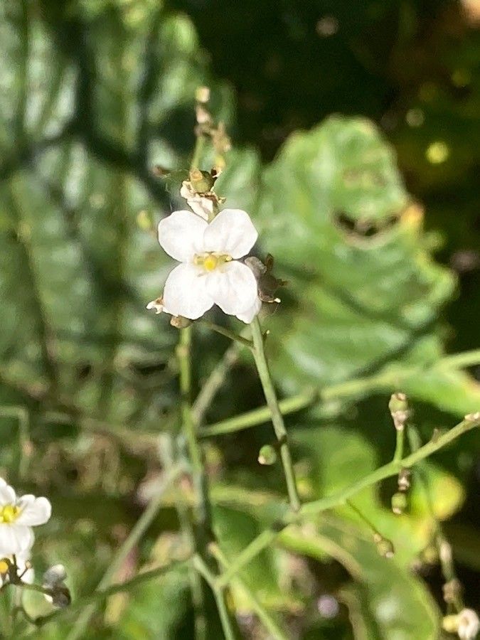 Crambe filiformis flower