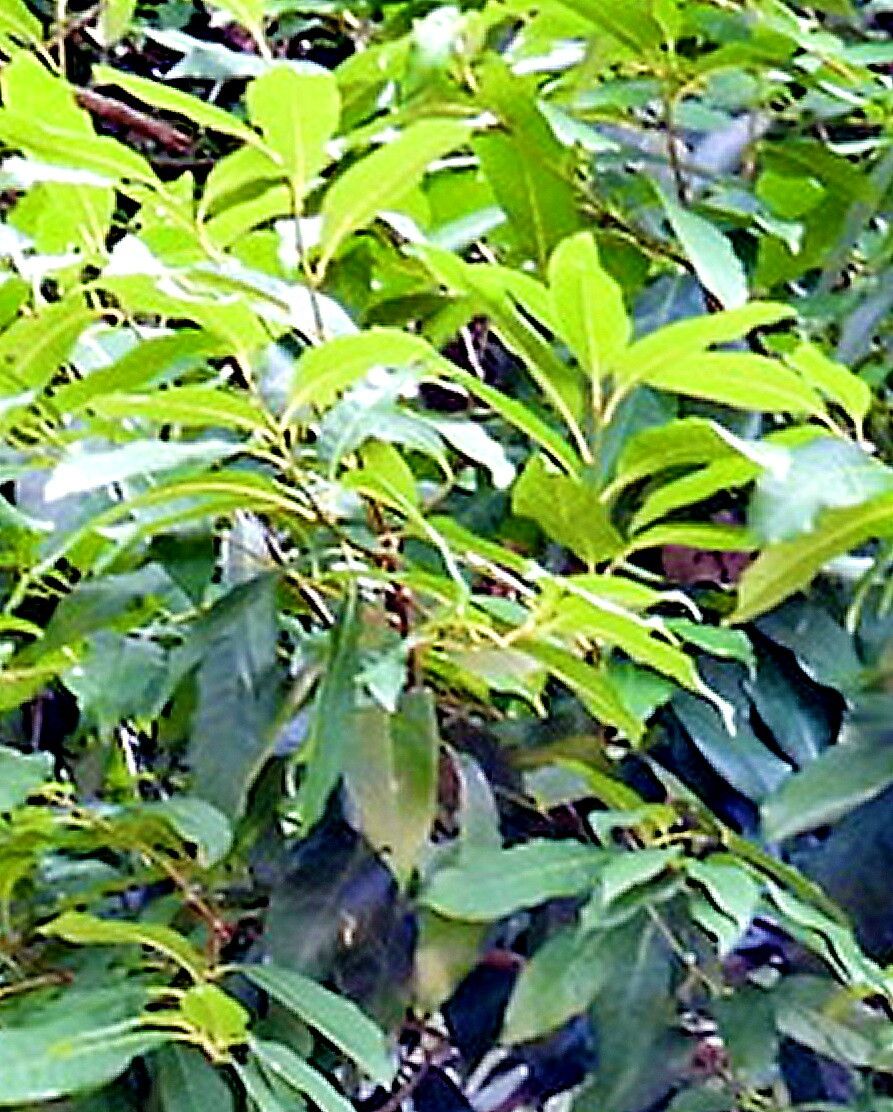 Barringtonia macrostachya — houseplant care guide