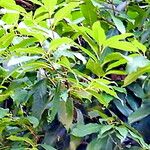 Barringtonia macrostachya