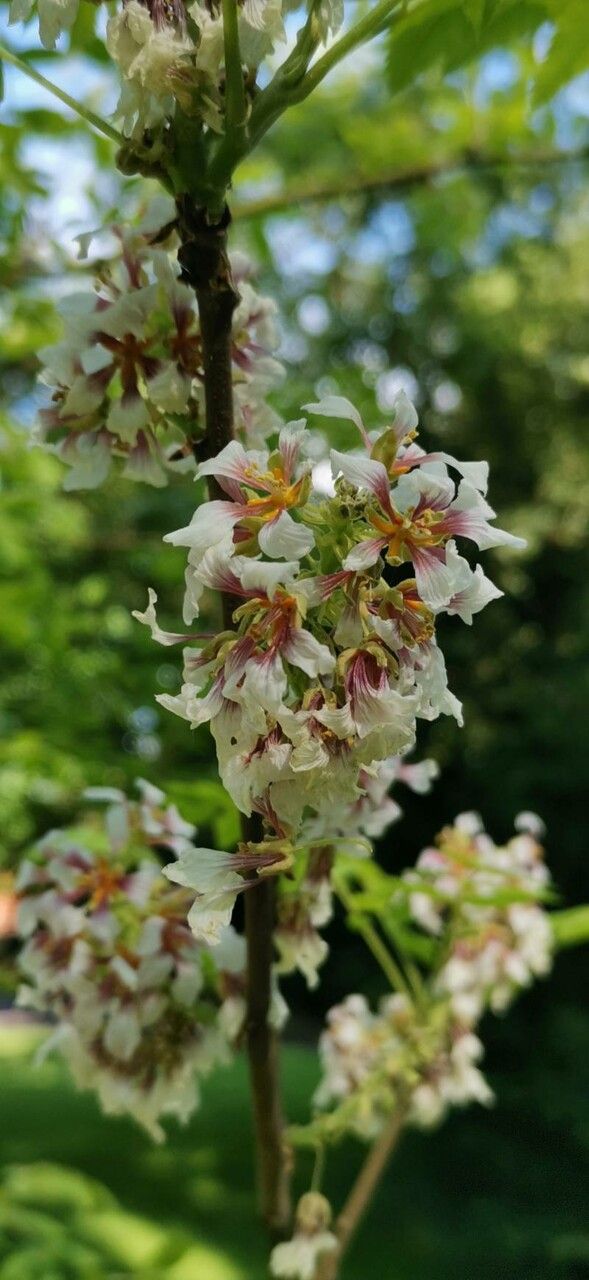 Xanthoceras sorbifolium flower