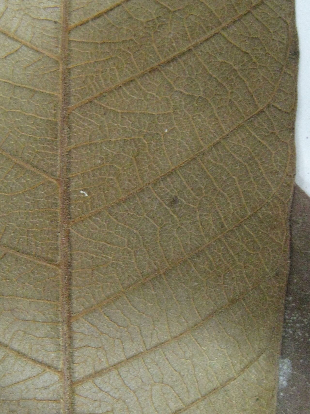 Thyrsodium spruceanum — related species from the same genus