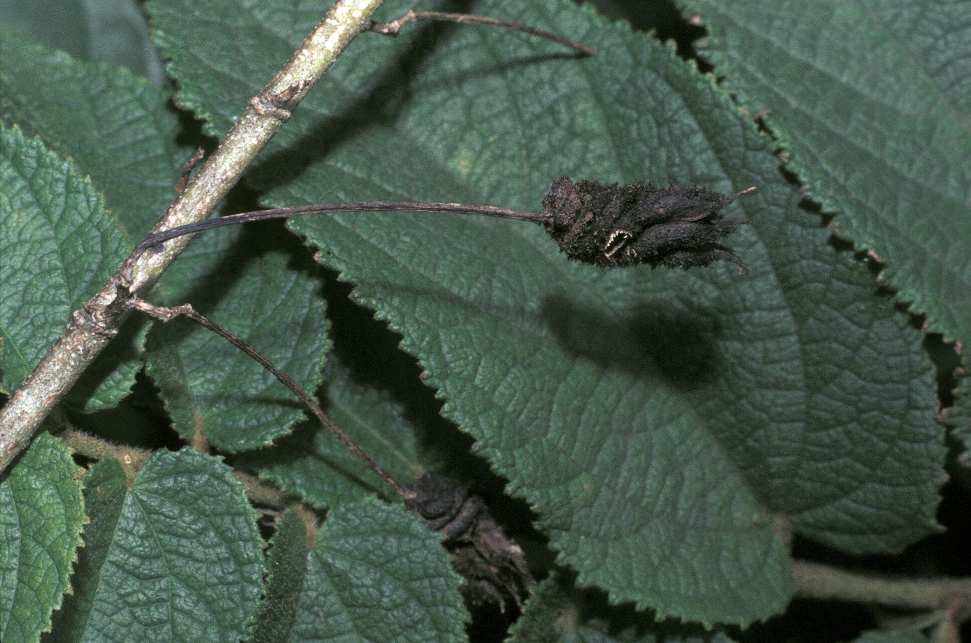Helicteres pentandra fruit